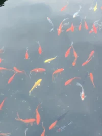 梦是生命整体状态的显化