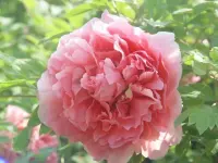 心理師除了對(duì)輔導(dǎo)與治療的理論、技能要熟知之外，在受訓(xùn)的過程中，接受心理輔導(dǎo)與治療是必然的要件，而且是非常重要的，因?yàn)樗麄兩钌钪溃苡行У膸椭鷣碓L者，不僅僅是技能的運(yùn)用，理論的發(fā)揮，而且更是咨詢師自身成長(zhǎng)對(duì)來訪者的的反照。因此要做一個(gè)能有效幫助人的咨詢師，其最根本條件，就是自我探索、自我了解、自我突破與不斷的成長(zhǎng)。換句話說，一個(gè)咨詢師是一個(gè)真實(shí)的，開放的、謙卑的、學(xué)習(xí)的，如此才能更加發(fā)展與成長(zhǎng)。他是一個(gè)發(fā)展的過程，他是一個(gè)動(dòng)態(tài)成長(zhǎng)的代表，其目的就是為來訪者提供更高品質(zhì)的服務(wù)，在與咨詢師接觸中體驗(yàn)到，信任、希望與關(guān)愛。配圖