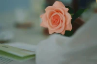懸崖的邊界很清楚，
所以我們不會靠得太近；
但是水的邊界比較模糊，
所以經常會淹死人。

邊界感是意識到自己是一個獨立的個體，
有清晰邊界感的人知道自己什么該做什么不該做。配圖