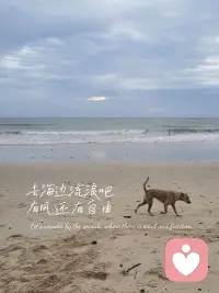 去海邊流浪吧
有風還有自由配圖