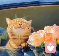 就算你已經是大人，也有權利擁有自己的脆弱配圖