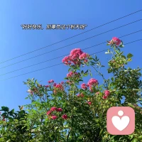 不必苛求自己，靈魂本就是一朵難養(yǎng)的花。配圖