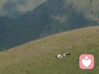 常常熬不住的時(shí)候也想找個(gè)靠山
可是你怎么找都會(huì)發(fā)現(xiàn)
有的山長(zhǎng)滿荊棘
有的山全是野獸
所以你才是自己的那座山配圖