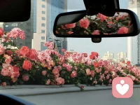 遇事不決問春風
春風不語隨本心配圖