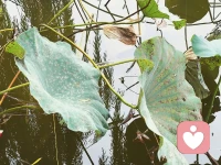 「慢慢走，才能看到好風景」

我們似乎總是被一只無形的手推著向前奔跑，不斷追求更高的目標、更快的進步和更大的成功。然而，在這樣高強度的拼搏中，并沒有得到預想的成功，反而讓自己非常焦慮與疲憊。人生路很長，不必總是急于求成，不必總是擔心自己是否落在了別人的后面。


當生活變得有張有弛、疾徐有致時，你會發現，原來日子還可以這樣從容不迫、悠然自得；當你慢下來，擁有一顆平靜的心，去做自己熱愛的事情時，你會發現，原來慢下來，生活并不會變得糟糕，反而一切都井然有序了，前途也更加明朗了。配圖