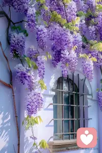 「允許自己枯萎幾天」

人都有極限。我們的身體，精神、情感，都有一根弦，日積月累地崩著，一旦崩裂，人也就徹底毀了。不要看別人，人這一生，尤其到了中年，要學會做自己。疲累至極，崩潰至極，請允許自己枯萎幾天，什么都不做，臟就臟，抱怨就抱怨，崩塌就崩塌，沒什么。

在那幾天里，想睡就睡，想吃就吃，不想說話就不說，躺平、頹廢、枯萎。人總是在最極致的放棄中，才能真正看清自己，明白自己真正的需求。一個不敢坦然枯萎的人，才是真正的病入膏肓。當一個人因為她連允許自己喘息，都覺戰戰兢兢，那該是何等的悲哀。

只枯萎幾天，或者一段時間。長時間休息，會變得懶惰，花枯萎久了，也會凋零。歇夠了，就打起精神來。生活依舊布滿風雨，前路依舊艱難險阻，但我們依舊敢于前行，是勇敢，也是承擔。人真正的坦然，是允許自己枯萎，也能鞭策自己前行，因為總要活下去，好好活下去。配圖