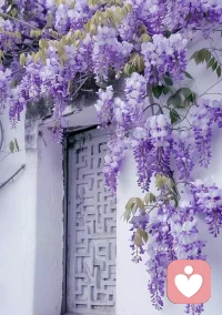 樹的方向風(fēng)決定，人的方向自己決定。配圖