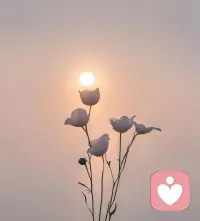 即使我臭名遠(yuǎn)揚(yáng)，

我又何曾傷你半分，

就算我窮困潦倒，

我又何曾對你吝嗇分毫。

你在我心中的位置，

我自己都羨慕，

可我在你心目中的位置，

連我自己都心疼。


經(jīng)歷過才懂得，

余生好好愛自己。

人在做，天在看，

不懂感恩、沒有良心的人，

遲早有一天吃大虧……

希望有情有義的人都能萬事如意。配圖