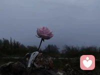 很多年以后，我才明白，依靠和依賴的區(qū)別

我可以允許自己依靠別人
也能接受別人的幫助
但我再也不會允許自己精神上依賴任何人
不管是誰
當你對對方產生了依賴
一旦關系破裂
你就會失去信仰六神無主

每個人都是短暫的停留或經過別人的世界又悄然的回到自己的軌道配圖