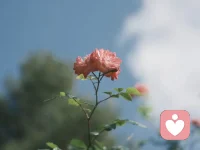 和任何人相處：打明牌，只篩選，不糾纏配圖