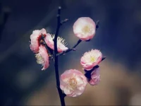 松樹千年終是朽，槿花一日自為榮。配圖