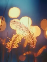 來自他人的認可，若建立在條件之上，則如浮萍無根。追求內在的價值感，才是獲得持久滿足的關鍵。配圖