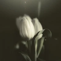 允許一切發生，你將無所畏懼。生活無非就是見招拆招，你害怕的事如果發生， 那也是一種解脫，你會如釋重負配圖