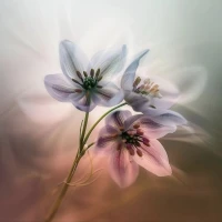 越這樣，麻煩越多 

老話說忍一時風(fēng)平浪靜，但有時候，忍一時并不會換來風(fēng)平浪靜，也有可能讓對方認(rèn)為你好欺負(fù)，從而換來更大的“暴風(fēng)雨”。退一步，也不見得會海闊天空，也可能是你退一步，對方向前邁十步。所以，是否忍讓，一定要根據(jù)對方的品行而定。

如果只是觀點不同，喜好各異，對方的行為不會對自己造成傷害，可以笑一笑，一走了之。但面對故意傷害和不公，最好的方式，從來不是忍氣吞聲和強顏歡笑。因為忍一時和退一步，換取的風(fēng)平浪靜和海闊天空，大都是表面上的，也是短暫的。

越是退縮忍讓，麻煩越多。應(yīng)對故意傷害和不公，最好的方式永遠是拒絕。第一次受到傷害時，就要勇敢地挺起胸膛，嚴(yán)肅地說“不”。要想讓別人尊重你的，你首先要自己尊重自己。要想讓別人不找你麻煩，就不要一副軟弱可欺的樣子。配圖