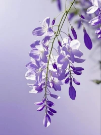 接上：「下篇：BOLD方法」

Breathing deeply and slowing down緩慢而深長的呼吸，深呼吸幫助我們的身心平靜下來。
Observing覺察此時此刻的想法和感受?？匆娮约旱那榫w和想法，并允許它們來來去去。情緒一旦被看見，它就不再變得強大。
Listening to your value聯結價值，對你而言，明確此刻最重要的是什么。知道自己想要什么，可以為我們的選擇做準備，我們是選擇堅持自己的價值方向，還是偏離自己的價值方向。
Deciding on actions and doing them 為了得到我想要的，現在我需要做什么。

知道自己想要什么，會讓我們的頭腦變得清晰，也會給我們很大的行動力。

我們的情緒具有傳染性，越是親密的關系，彼此間情緒的傳染性越強，尤其是壞情緒的傳染威力更大，如果沒有覺察和轉變，大家在壞情緒的驅動下，會把彼此的關系往越來越糟糕的方向發展，所以穩定我們自身的情緒變得尤為重要。配圖