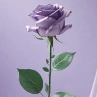 不要試圖在有毒的環境里證明自己配圖