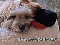 那些走路带风、嘴角带笑的人，不是没摔过跤，是摔完了拍拍灰，还能跟泥巴打个招呼。输赢不在运气，在姿态——你哼着小调，输也是赢；你咬牙较劲，赢也是输；你一笑，世界就不好意思对你太差。