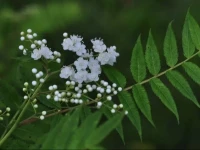 高端家庭，人人卷自己 

不要只卷孩子，不要只卷爸爸，更不要只卷妈妈，高端家庭，人人卷自己，他们彼此相融，却彼此独立，他们能互为托举，一个人累了，病了，另一个人能完全支撑对方渡过最艰难的岁月。因为人人卷自己，于是整个家，有一股清明向上的力。

低端家庭，习惯捆绑，依附，自己不优秀，逼着孩子优秀，自己不上进，怨怪无人能托举。怕吃苦、怕受累、不安于现状，又没勇气改变，个个没本事，人人不靠谱，一点小事难事，整个家就能乱成一团。

好的家庭，一定是人人上进，相互助力的。比起过度关注伴侣、孩子，他们更善于独自成传奇。高端家庭，人人善于做好本分，然后各自拼自己。至于孩子，只是一段缘，聚时，引导、托举、挚爱；散时，尊重、理解、祝福。一个家，只有人人不羸弱，才能真的高端。