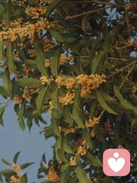 我可以破碎但絕不能枯萎，

我親眼目睹了自己崩塌與重建,

你偏要滿腹城府勝我一籌，

我便心無城府將你一軍，

這一路很辛苦，

該反省的是我的見識與眼光，

而不是我的真誠與善良。配圖