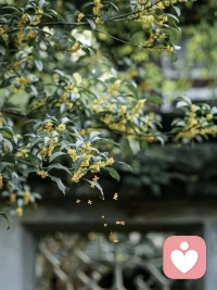 站在树上的鸟，不怕树枝断裂，因为它依赖的不是树枝，而是自己的翅膀。配图