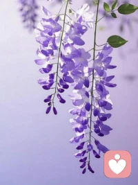 看清生活的真相后依然热爱它配图