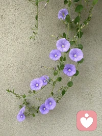 沉默效應(yīng)：和周圍人搞好關(guān)系的秘訣是：跟任何人都不要說太多話，很多時候，沉默更好。

不能多說也不能不說，怎么辦？

真正的沉默效應(yīng)，不是讓你一言不發(fā)，而是學(xué)會控制表達(dá)的欲望，把話說到點(diǎn)子上。

什么是點(diǎn)子上？
?說對方想聽的話
?說自己能說的話
?說對對方有幫助的話
?說對方要求我們說的話

這樣做，既能讓彼此溝通舒服，還能加深關(guān)系。

朋友失戀了，你別急著分享你當(dāng)年怎么走出來的。先聽她說，說完了問一句：“需要我陪你嗎？”

同事在吐槽老板，你別跟著添油加醋。點(diǎn)點(diǎn)頭，眼睛看著對方，說句“確實(shí)不容易”，然后等待對方是否需要自己給出方法或建議。

聚會上大家在閑聊，你別搶著當(dāng)話題中心，聽別人說，適時接一句，讓對話自然流動。配圖