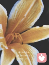 風可以吹起一張紙，但是吹不起蝴蝶，因為生命的力量在于不順從。配圖