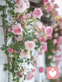 花会沿路盛开 你未来的路也是。