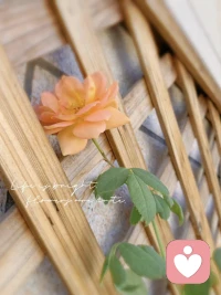 他不是“不会说话”，他是不在乎你

语言是内心的一面镜子，他对你说什么话，就是他内心对你的态度。他尊重你，就不会说贬低你的话；他爱你，就不会说伤害你的话。他明知道那样说会伤害你，还肆无忌惮地说出来，就已经说明了他根本就不在乎你。

如果一个人总是拉踩你，对你说过分的话，这个人一定不是“不会说话”，而是他不在乎你。他不在乎你心里有多难过，不在乎你会生气，也不在乎会失去你。甚至，他只是在通过贬低你，来获取短暂的优越感罢了。

别再给那些“嘴毒”的人找借口了。再心直嘴快，再无心的话，在出口之前，也都经过了内心一道简短的审批。“不会说话”，不是伤害别人的理由，如果真的不会说话，那就请闭嘴，不要说话。