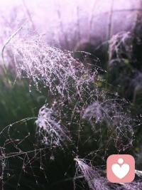 山顶的风，永远不与谷底的尘埃作战。
人强大到能自我满足时，别人的冒犯，就变成了蚊虫叮咬。