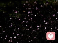 一個不被任何人拿捏的方法：跳針

跳針，就是不管對方說什么，都跳過自證的環節，重復自己的核心立場。不陷入對方的邏輯，不被對方的觀點左右，終止那些自己不想參與的關系和事情。幫不了就幫不了，不喜歡就不喜歡，無需自證，只堅持初衷。

不要吵架，不要不甘心，不要被帶偏，對方喳喳喳時，要沉默，對方啊啊啊時，要平和，不管對方“動之以情”，還是“曉之以理”，都要坦坦蕩蕩、直直白白、愉愉悅悅地表示：我自己的事，只有我自己說了算。

人最硬的底氣，是真實。允許自己搞砸，允許自己得罪人，允許自己無能為力，所謂不被拿捏，本質上，就是敢于堅持做自己，橫一點，淡一點，亮出明牌，至于結果，全盤接受。人啊，跳過那些彎彎繞繞，才能真正迎來大道至簡。配圖