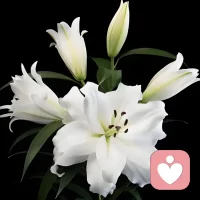 不要沉溺在消极的情绪里，当一杯牛奶打翻了，再倒一杯就好了。不要成为你过往的囚徒，那只是一堂课，不是无期徒刑。