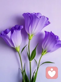 顺从你的本心，比顺从社会的道德标准更重要。 只要你不害人，让你自己活得舒服，就是最大的积德。配图