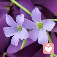 回家过年，只需做好两件事即可

人活着，头等重要的一件事，是放过自己。过年回家，不管遇到什么事，都首先不能内耗自己，先自己不跟自己较劲。你很累，你很贵，好好歇一歇，乐一乐，不要太在乎别人。过往、父母，全都无法更改，自己不难为自己，所有的事，也就那么回事。

第二件事，是远离小人。人是可以选择关系的，来者要惜，去者不留，人要活的通透一点，不要怕一个人，不要怕独行，尤其是那些自己都觉得累，觉得烦的关系，不要怕它断掉。很多关系，都是自动补位的，小人不占位，同频的贵人才会来。

人真正舒服的状态，是由内到外的干净，自己没什么杂念，脏的、乱的、差的东西，全都不去想，很天然、很坦然地做自己，然后很主动地去清理、净化自己的圈子，让周遭的环境，干净而舒适。回家过年，自己要一身轻松，至于别人，不管、不问、不纠缠。配图