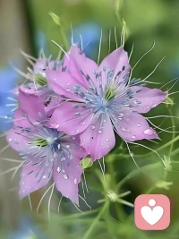 遇见任何人都不要珍惜，任何人靠近你，只是为了解决她们自己的课题，对聚散不要有执念，万物心中不必强留配图