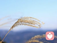 认知太低的人，喂不熟，也捂不热

“乌鸦的世界里，天鹅是有罪的”，认知不在一个高度，思维不在一个领域，真没必要死活硬耗。有些人习惯了抱怨，习惯了自私，习惯了索取，在这些人眼里，你的独立、善良、付出，都是装的，都是假的，都是你活该，你愿意的。跟烂人在一起，你太好，就是原罪。

太杂乱的圈子，容不下太干净的人。认知低的人，他自己是没感觉的，他自有一套自私自利的逻辑，不管多离谱，他都觉得自己对。跟这种人相处，你最大的感觉会是无力，你对他再好，也没用，因为他本就是非不分，四六不懂。记住，有时候，不是你有问题，而是圈子不对。

认知不同，尽量别多话，你就是个凡人，不要总想着去救赎谁。要尊重任何人的认知和逻辑，在他的世界里，他就是对的。认知有高低，但人无贵贱，不要看不起，要学会尊重、不理解、但旁观。若明知三观不同，非要喂，非要捂，被辜负了，便是自造的劫，无关他人。配图