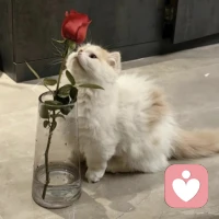 一个人，衣食可简，容貌可素，生活上怎么精打细算都可以，但一定要常出门走走，只有向外走，才不负人间鲜活配图