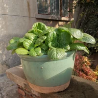 生活如果像鲜嫩的青菜一样，时刻充满活力该多好啊