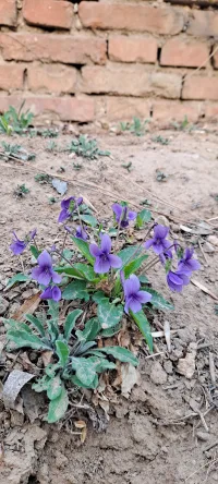 野地里的小紫花，和家里沒開窗也聞到春的氣息努力綻放的君子蘭，謝謝你們！使我們在人生路上縱有疾風起，也爭朝夕，惜福！配圖