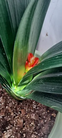 野地里的小紫花，和家里沒開窗也聞到春的氣息努力綻放的君子蘭，謝謝你們！使我們在人生路上縱有疾風起，也爭朝夕，惜福！配圖