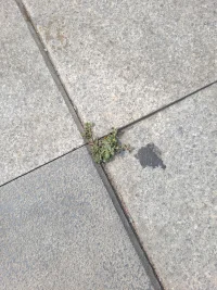 ?每次看見地縫里暴曬仍然提拔的植物，它們使我敬佩！許多人的很多人生目標都是虛空的，滿足虛榮心，或填補安全感，每天浪費消磨光陰做無用功，或虧損！生命最重要的專注、信心、持續做正確的事，結果是淬煉出最豐盛的果實，誰也奪不走，還可引領他人受益！配圖