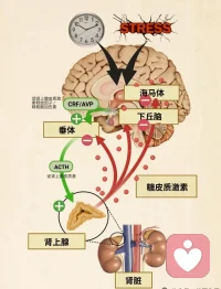 如何做情緒的主人
聲明資料系轉發配圖