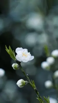 幸?？梢詿o限靠近，無法徹底到達，幸福需要三個層面的因素，物質、情感和精神。我又將它引申了一下：物質是基礎，情感是依靠，精神是支柱。配圖