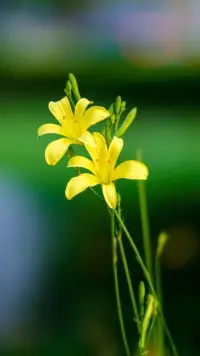 孤獨(dú)有哪些好處？

孤獨(dú)大約可以分為兩種，主動(dòng)的孤獨(dú)和被動(dòng)的孤獨(dú)。被動(dòng)的孤獨(dú)是指外界強(qiáng)加的，比如把你放在一個(gè)孤島上，或者有主管愿望想與人交流但是缺乏交流的勇氣和能力。像社交恐懼障礙的人，他們害怕由跟他人在一起時(shí)所產(chǎn)生的不良情緒，從而回避一切有人的場(chǎng)景。如果是這種情況，就應(yīng)尋求專業(yè)的幫助。那么主動(dòng)的孤獨(dú)哪些的好處呢？

1人離不開關(guān)系，最大的煩惱和最大的幸福往往來(lái)源于關(guān)系，適當(dāng)?shù)毓陋?dú)，可以使我們擺脫關(guān)系的限定，更多地成為“你自己”，更大程度上成為一個(gè)有獨(dú)立人格的自由的人。

第二，孤獨(dú)可以使人置身關(guān)系之外審視關(guān)系，讓自己站在一個(gè)第三方的角度，客觀，公平，公正的看看這段關(guān)系，使關(guān)系中的交流變得更恰當(dāng)、更通暢。讓自己擁有更加穩(wěn)定的人格，也使自己能較少受關(guān)系的影響，有能力主動(dòng)地影響和控制關(guān)系，孤獨(dú)可以使我們重新找到自己的智慧和力量，更好地掌控那些我們必須掌控的關(guān)系。一個(gè)沒(méi)有時(shí)間孤獨(dú)的人，可能已經(jīng)成為或即將成為他人的傀儡和形形色色的關(guān)系的犧牲品。

3心理發(fā)展的過(guò)程來(lái)看，接納孤獨(dú)，并且能夠享受孤獨(dú)，視孤獨(dú)為自得其樂(lè)的獨(dú)處，是成熟的重要標(biāo)志。孩子是忍受不了孤獨(dú)的，他們還不具備孤獨(dú)的能力，孤獨(dú)可以使他們受到肉體和心靈的雙重創(chuàng)傷。成熟的人會(huì)在孤獨(dú)中整合內(nèi)心的力量和增加自己內(nèi)在的智慧！

一個(gè)人如果能很好的和自己相處，能夠獨(dú)處，那么也能與他人相處舒服，不要因?yàn)楣陋?dú)選擇一個(gè)不適合的戀愛(ài)對(duì)象或朋友，最后的結(jié)果可能是一無(wú)所有，只有那些能夠陪伴自己的人才會(huì)得到更高質(zhì)量的愛(ài)情或友情，愿我們都能享受孤獨(dú)，孤獨(dú)自得其樂(lè)的獨(dú)處，而不是把孤獨(dú)視為急于沖破的牢籠。配圖