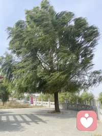 別因畏懼結束，就拒絕選擇開始；別因惶恐失去，就拒絕選擇擁有；別因憚于分離，就拒絕選擇歡聚；別因害怕受傷，就拒絕選擇攜手；別因避免失敗，就拒絕選擇嘗試。人生是條單行線，所有的錯過，都沒有重來的機會，別再畏首畏尾，別讓命運處處皆是遺憾。配圖