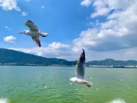 鸥啊，
你有烦恼吗？你有遗憾吗？
失去的事实，打破了拥有的常态就会成为你的遗憾！而平遗最好的方式方法，就是让自己回归到当下的生活，把原本不断回溯过往的时间和精力抽离出来，制定日程表过好当下每一天，促使当前生活可以常态化。