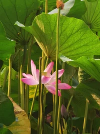 神經(jīng)性恐懼會(huì)隨著個(gè)人面對(duì)的實(shí)際議題和問題而變
但神經(jīng)性焦慮卻相對(duì)會(huì)一直保持常態(tài)

焦慮和敵意是同步起落的，有時(shí)候我們會(huì)刻意訓(xùn)練自己取悅和安撫他人，這樣才能夠壓抑自己內(nèi)心的敵意。

如若敵意表達(dá)出來，會(huì)對(duì)依賴對(duì)象產(chǎn)生疏離，所以敵意的存在會(huì)引發(fā)更多焦慮。配圖
