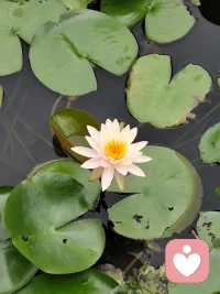 心很貴，一定要裝最美的東西；
情緒很貴，一定要接觸讓你愉快的人，
任何消耗你的人和事，多看一眼都是你的不對！配圖
