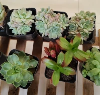 #你信这种谎话#：伴侣应该满足我的所有需求。
真相：对伴侣的全能期待，不是真的爱对方，而是把对方当工具人，把对方当作满足自我需求的工具而非独立个体。本质上是一种童年依恋模式的理想化投射，表面上是恋人，背后可能是在寻找童年缺失的那个理想父母。
破局：拥有多元支持系统，比把焦点和期待全放一个人身上，关系会更长久。配图