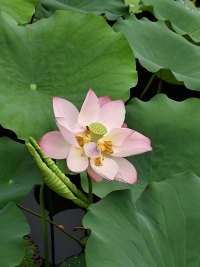 早安！公园里的荷花开啦。
岁月如诗，心安便是归处。